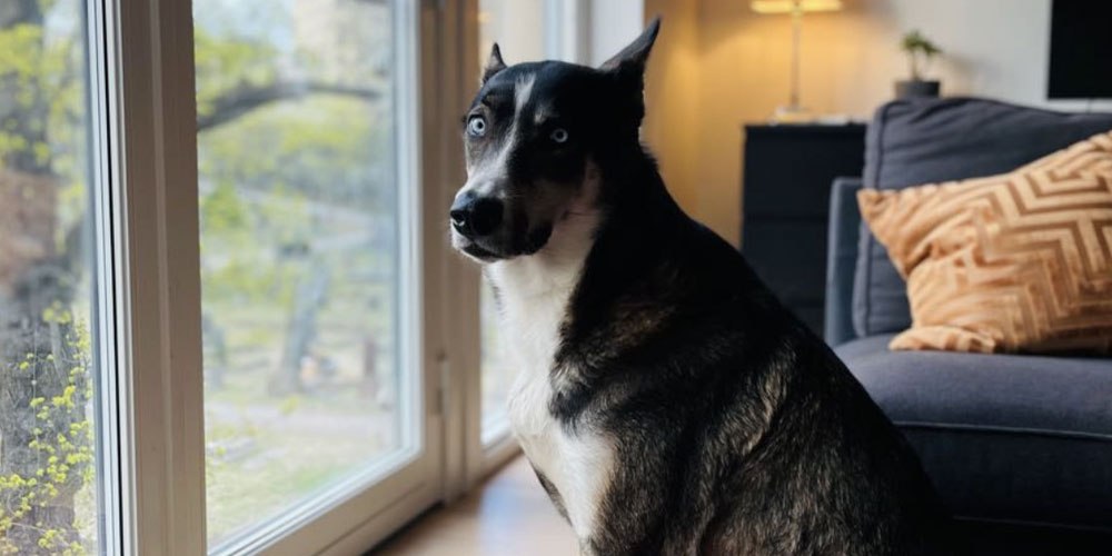 Toshiba varmepumper_hund-i-stua_1000x500.jpg